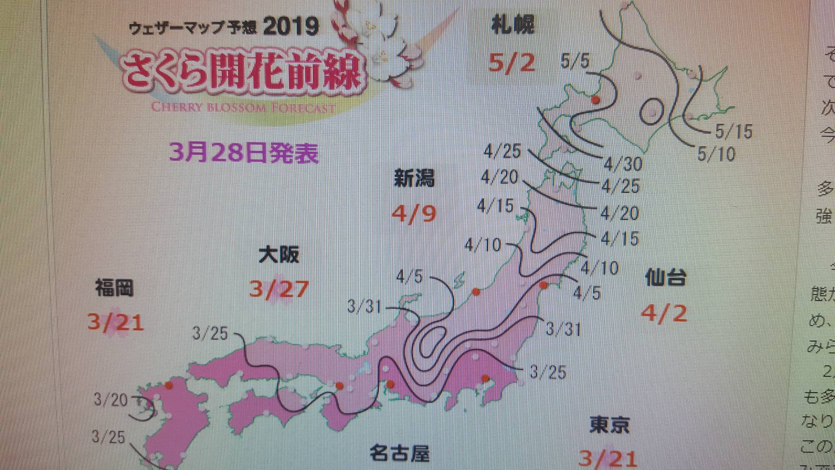 桜の開花予想