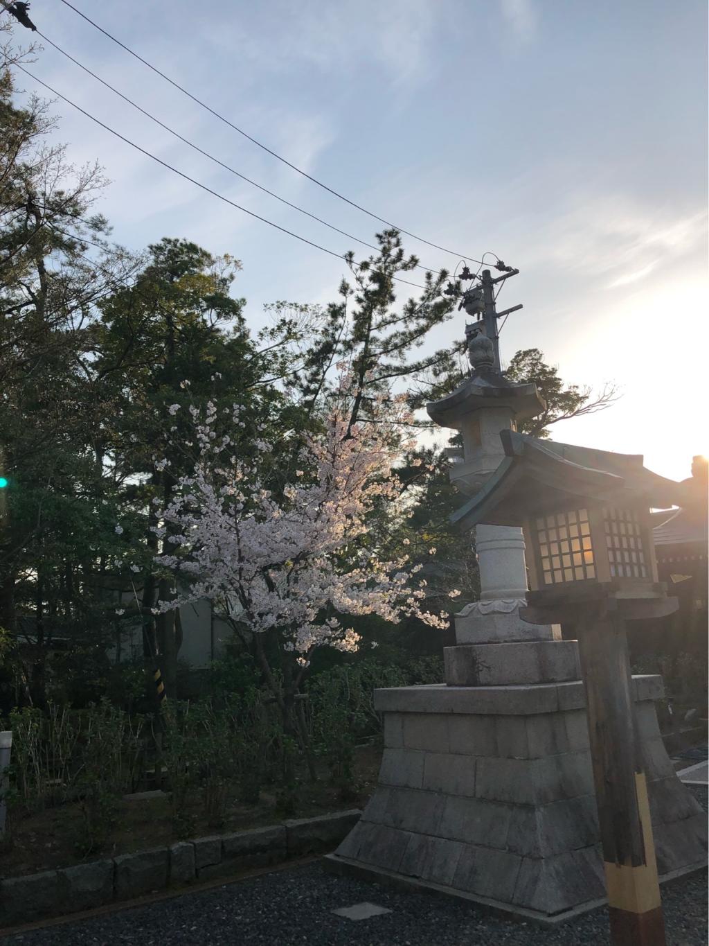 Cherry Blossom　@白山神社