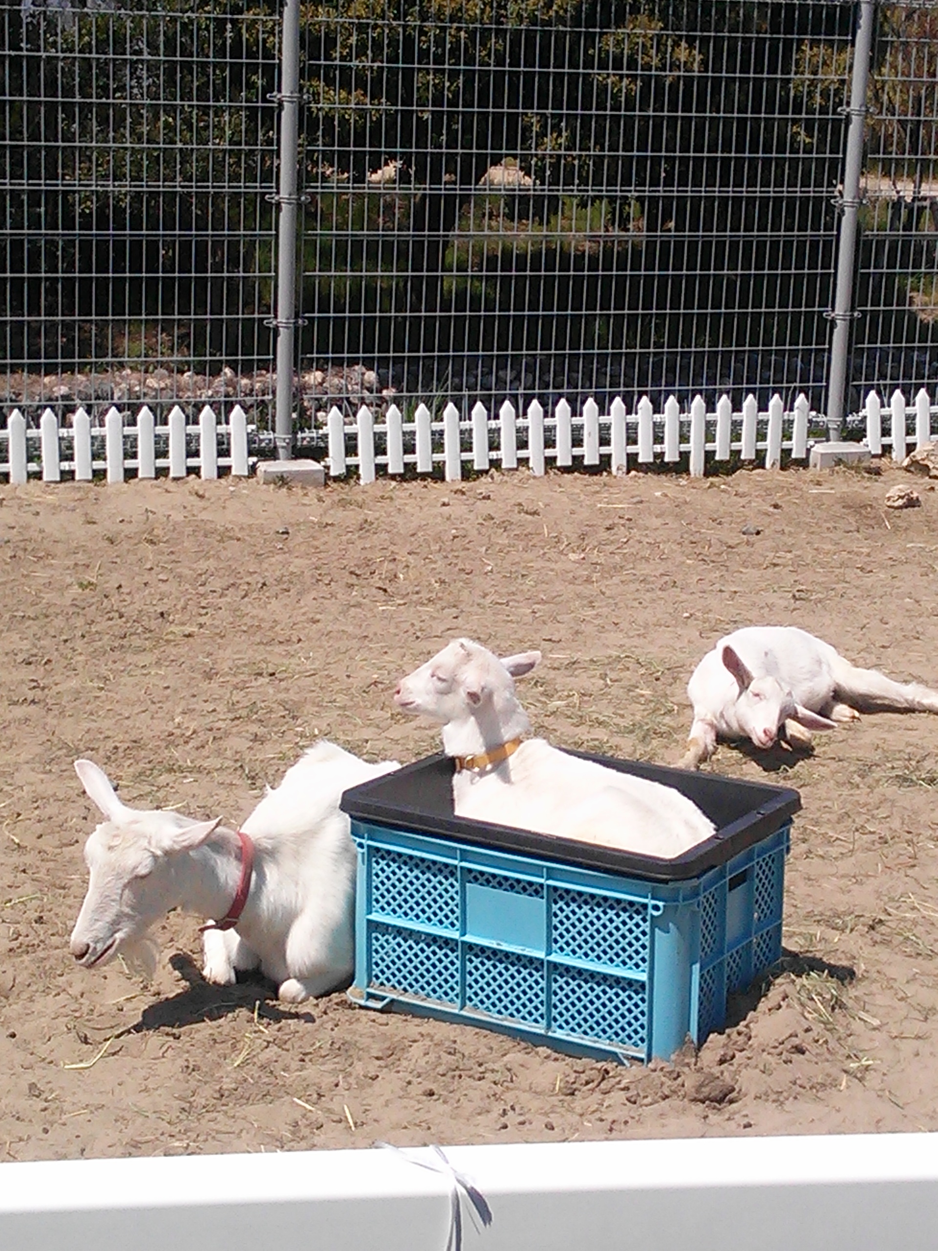 休日☆