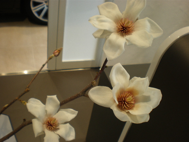 お花が咲きました☆