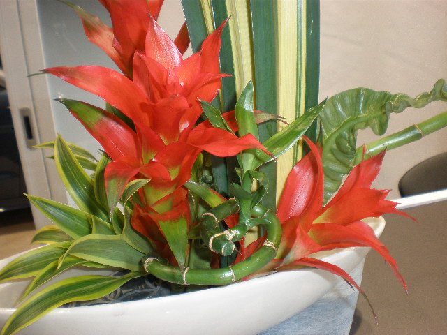 お花紹介