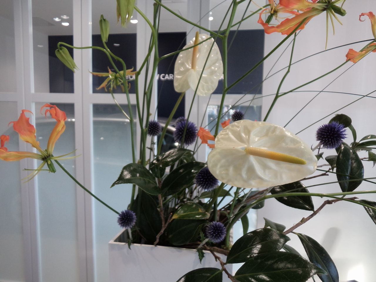 お花紹介＆8月営業日のご案内