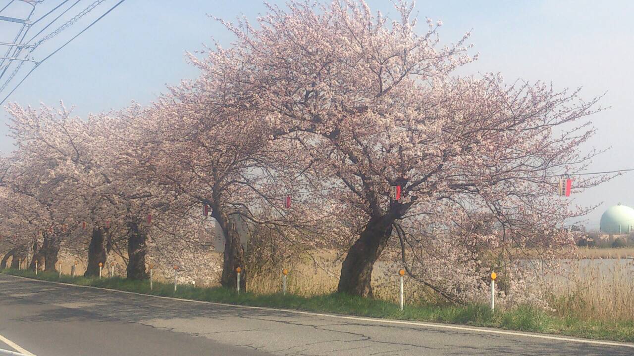桜