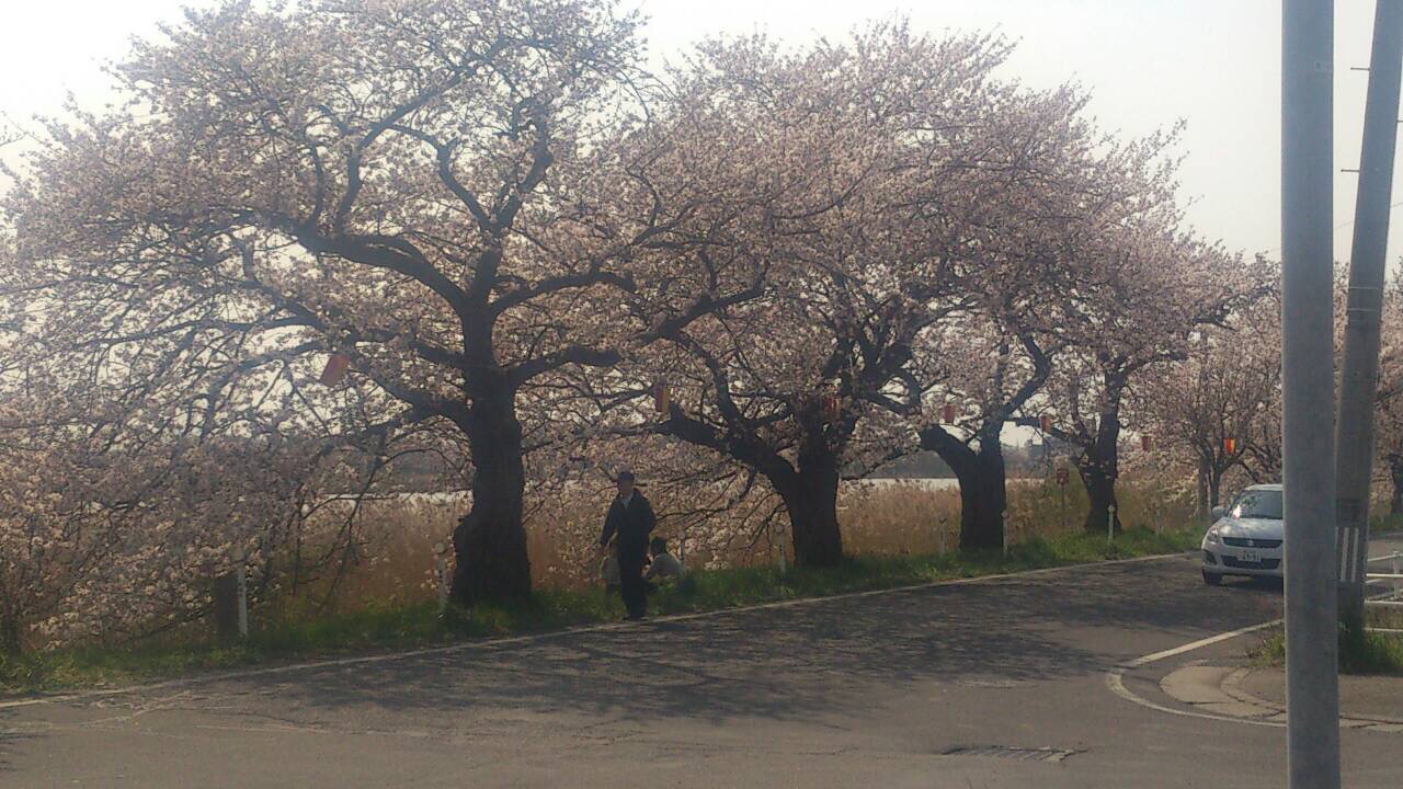 桜