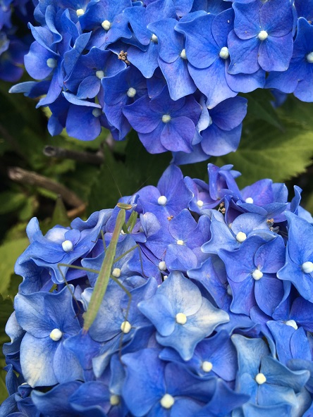 プジョーの在る生活～梅雨も快適、スーパーチタンガラスコート～