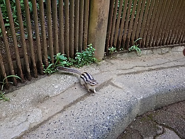 ビューティー・ペアー