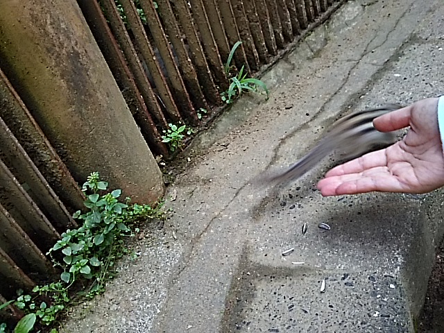 ビューティー・ペアー
