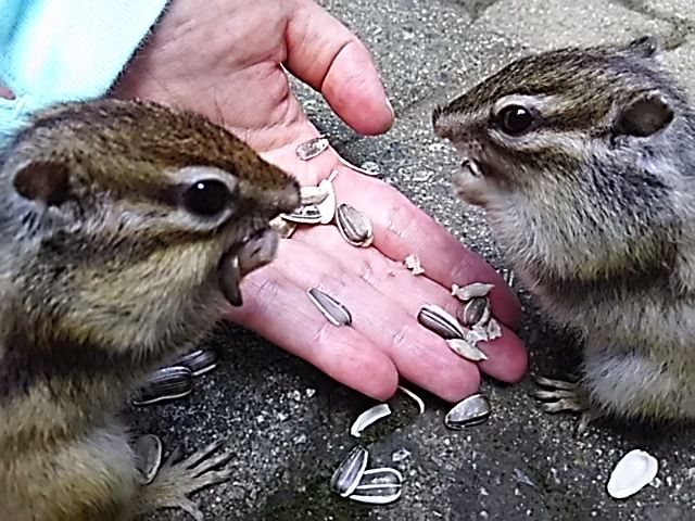 ビューティー・ペアー