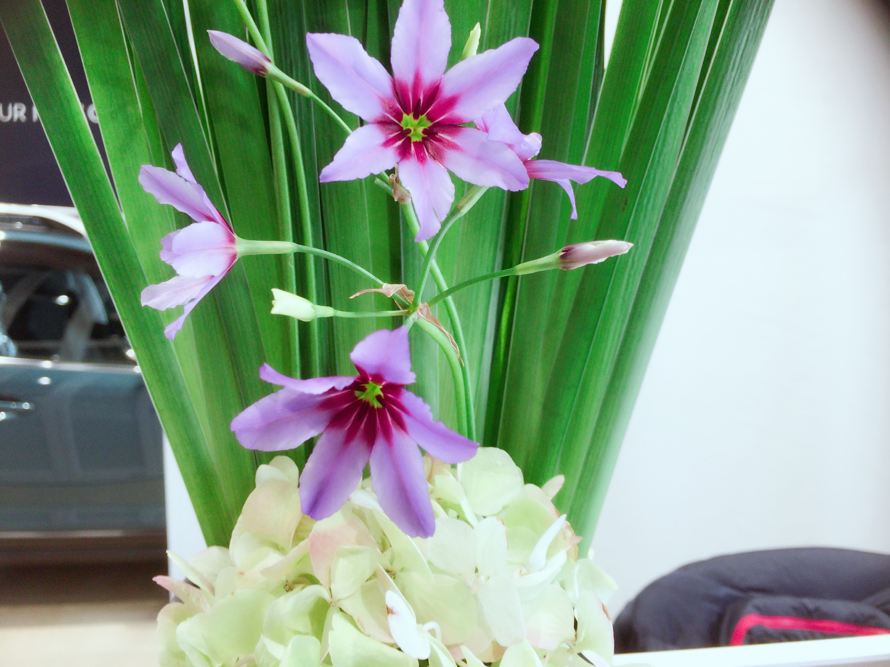 お花紹介
