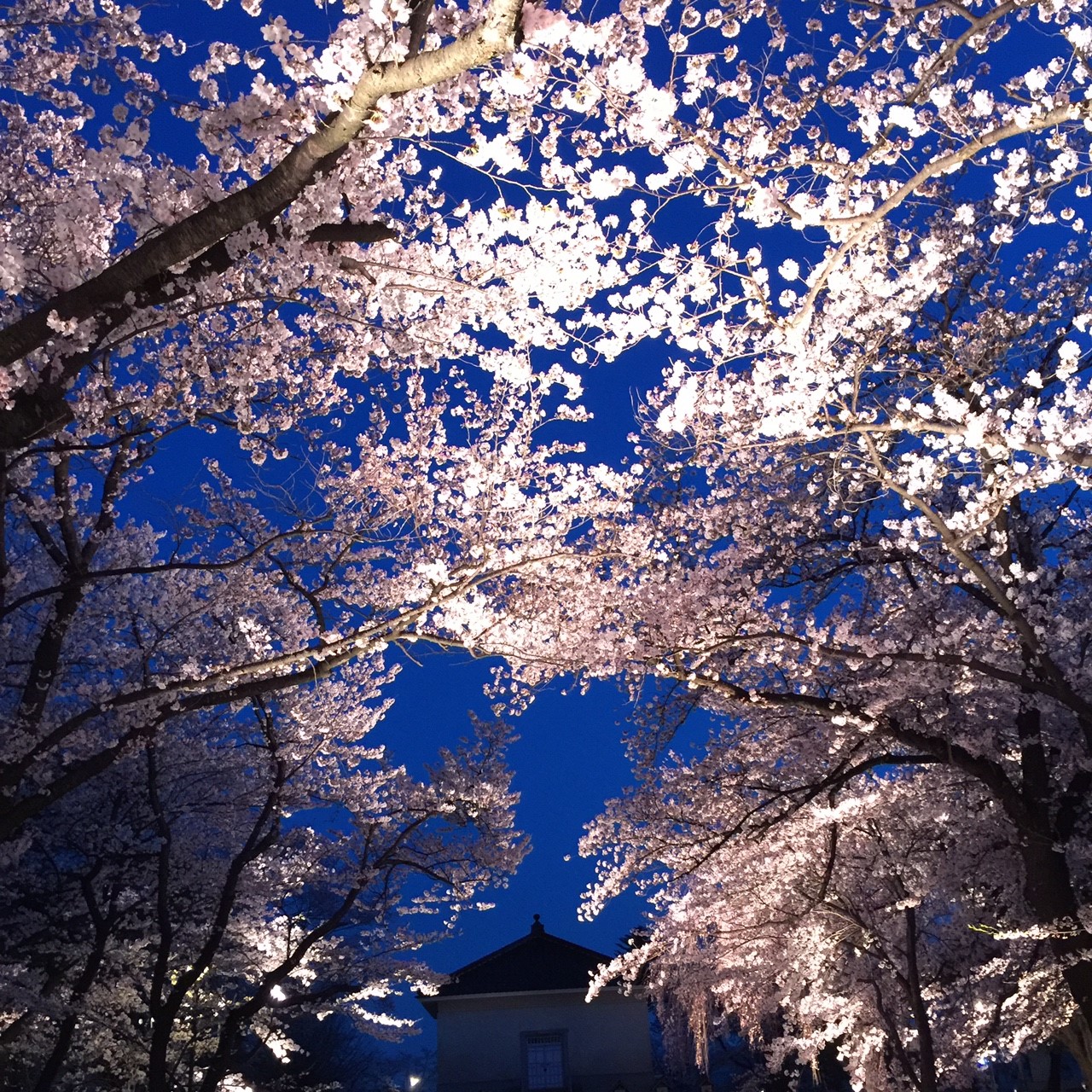 プジョーのある生活（題名お借りしてます）