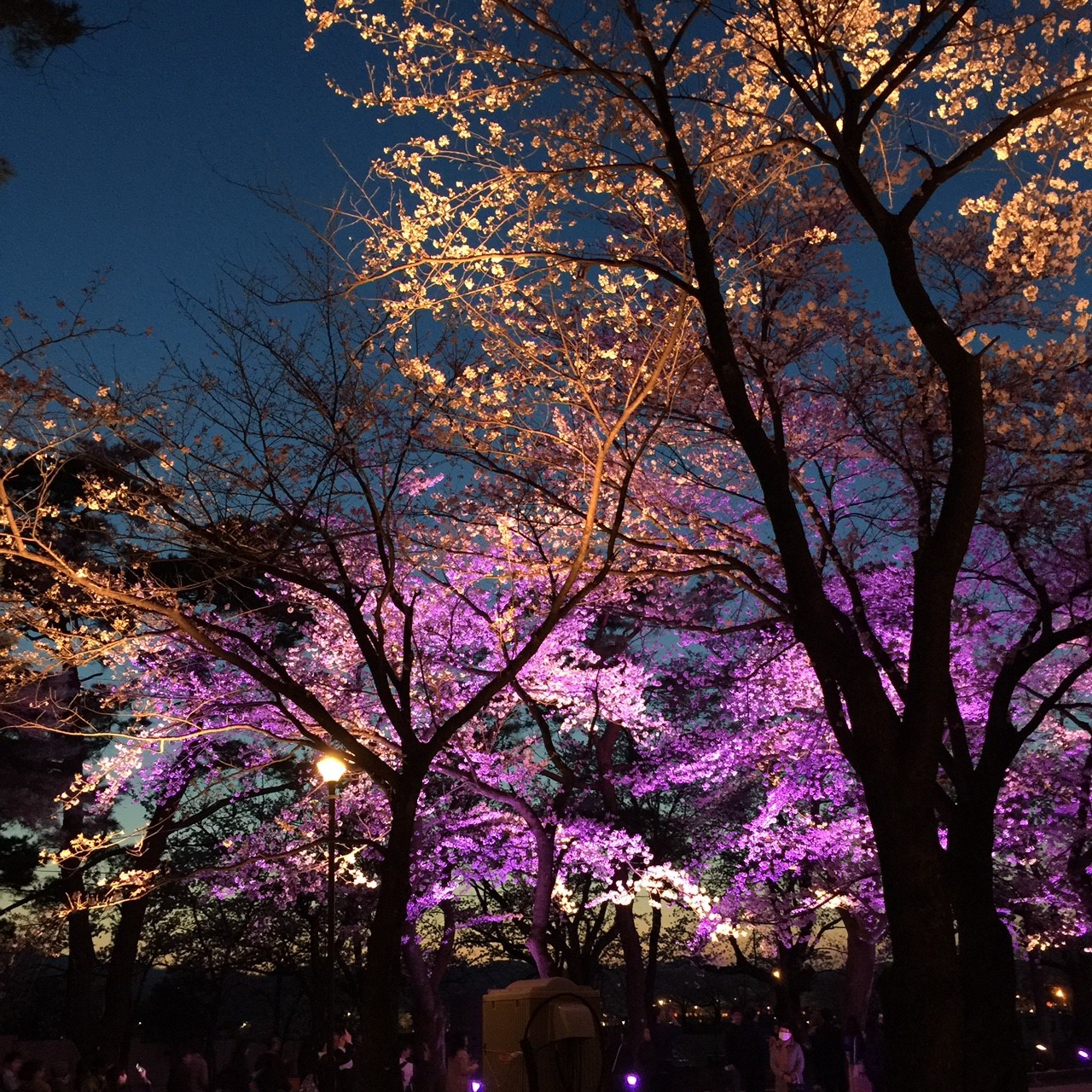 プジョーのある生活（題名お借りしてます）