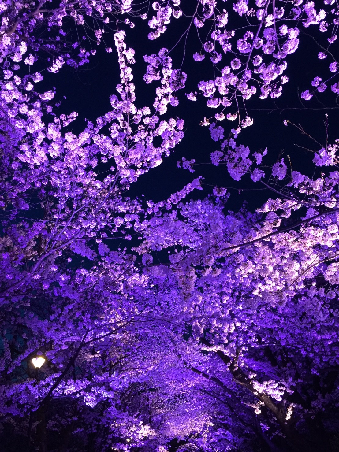 プジョーのある生活（題名お借りしてます）