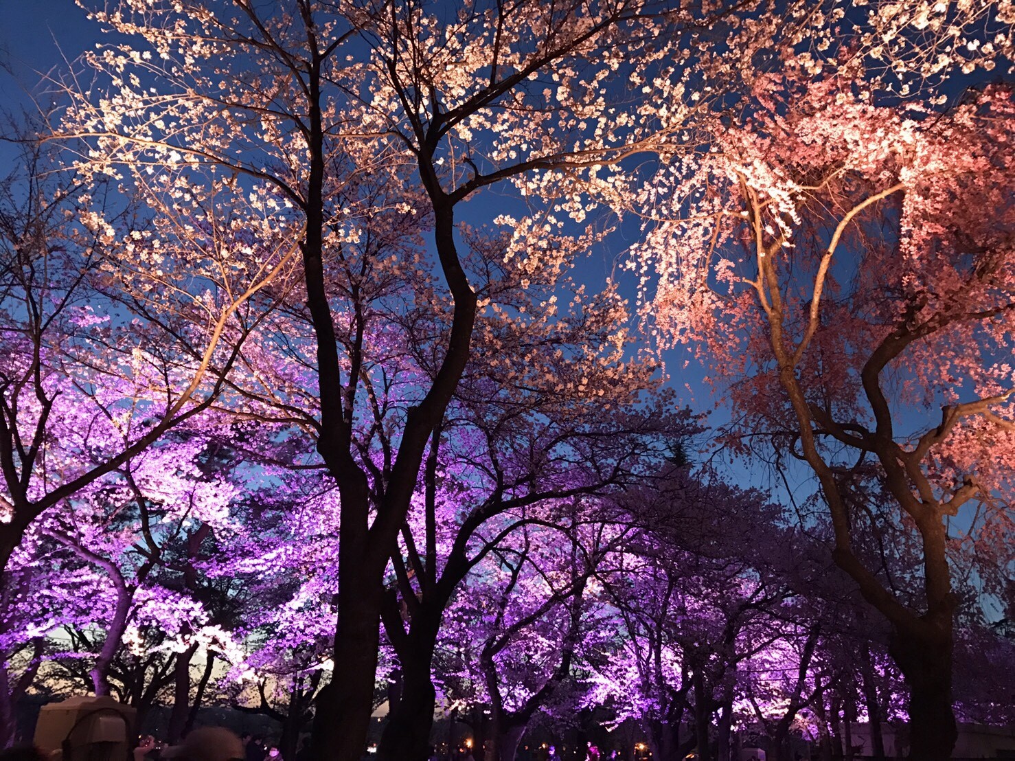 プジョーのある生活（題名お借りしてます）