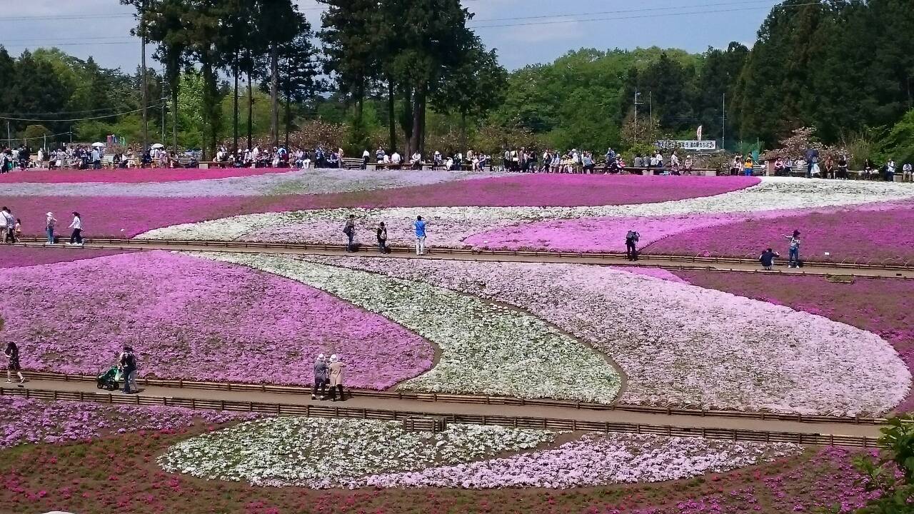 ピンクの絨毯
