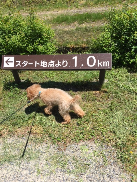 遊歩道を歩く