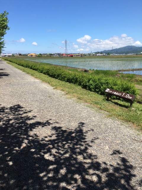 遊歩道を歩く