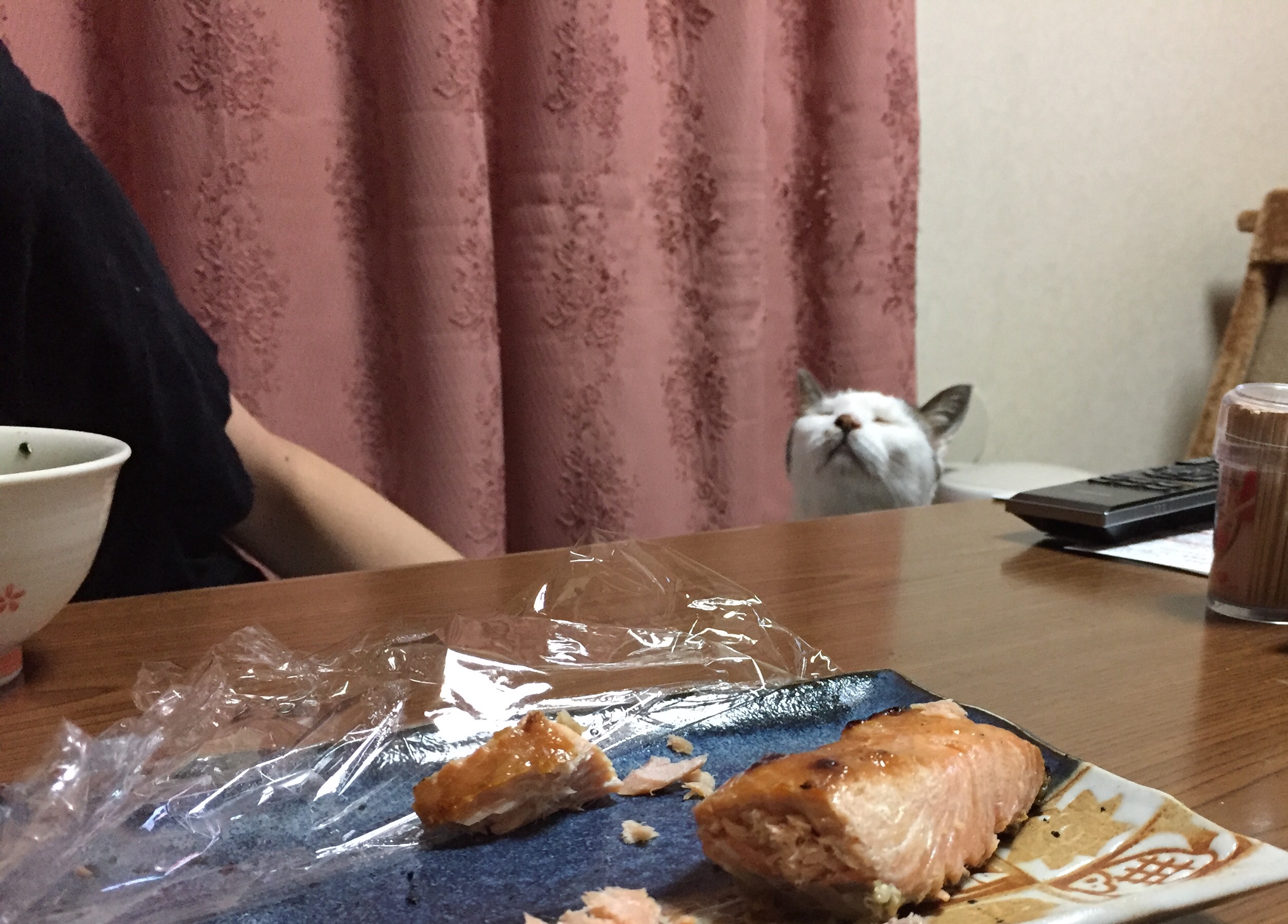 お魚泥棒！