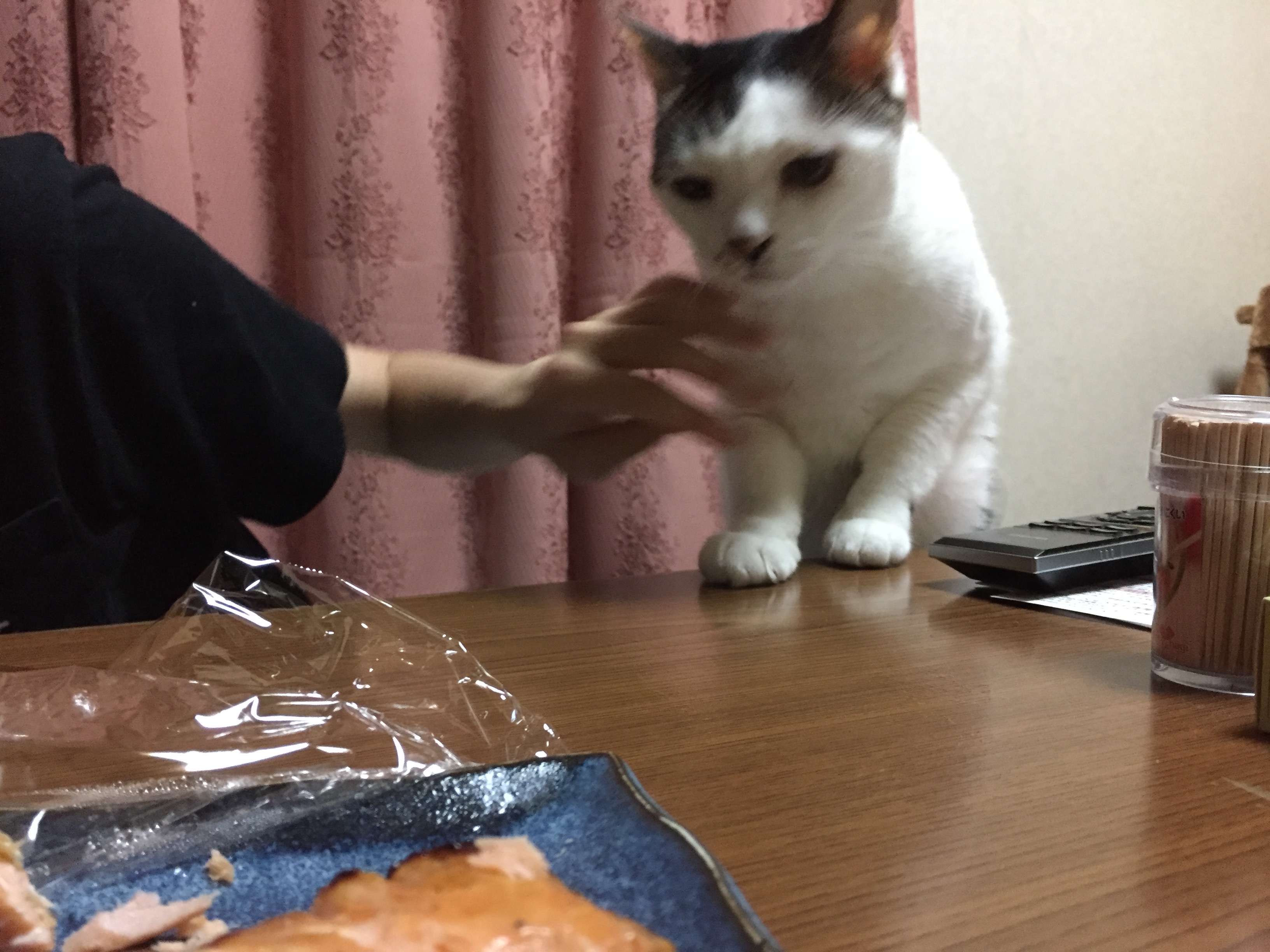 お魚泥棒！