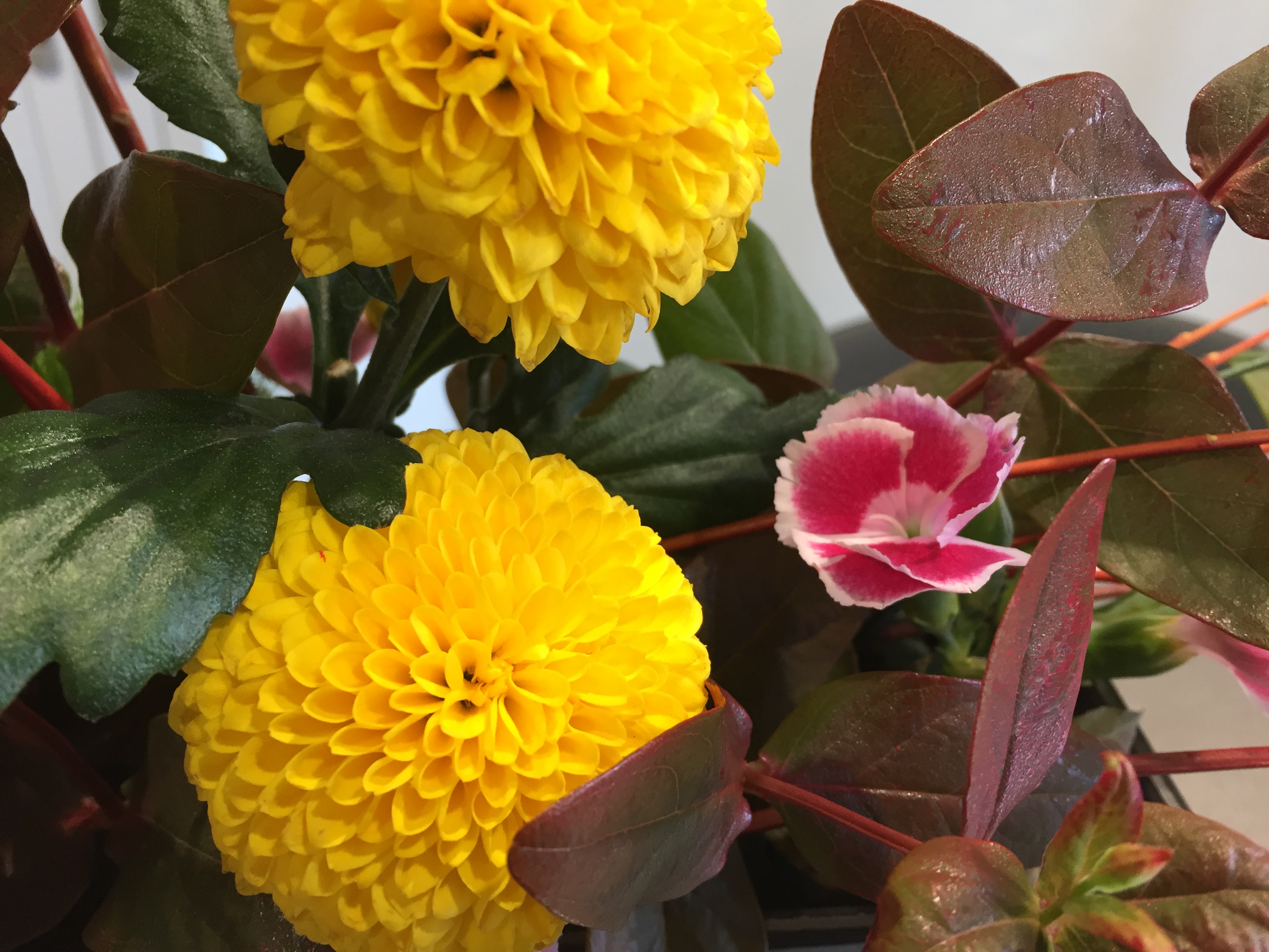 お花紹介