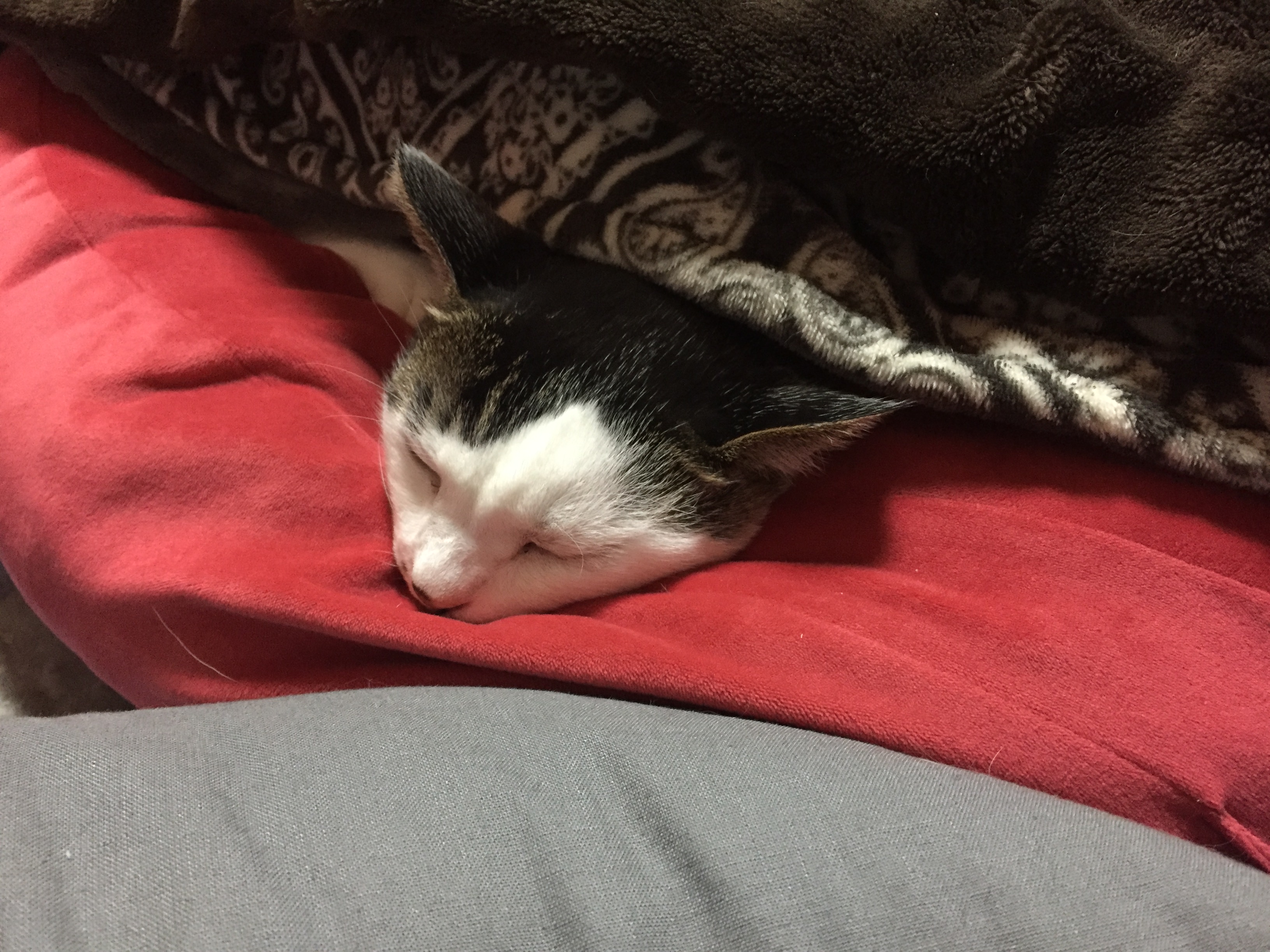 こたつデビュー
