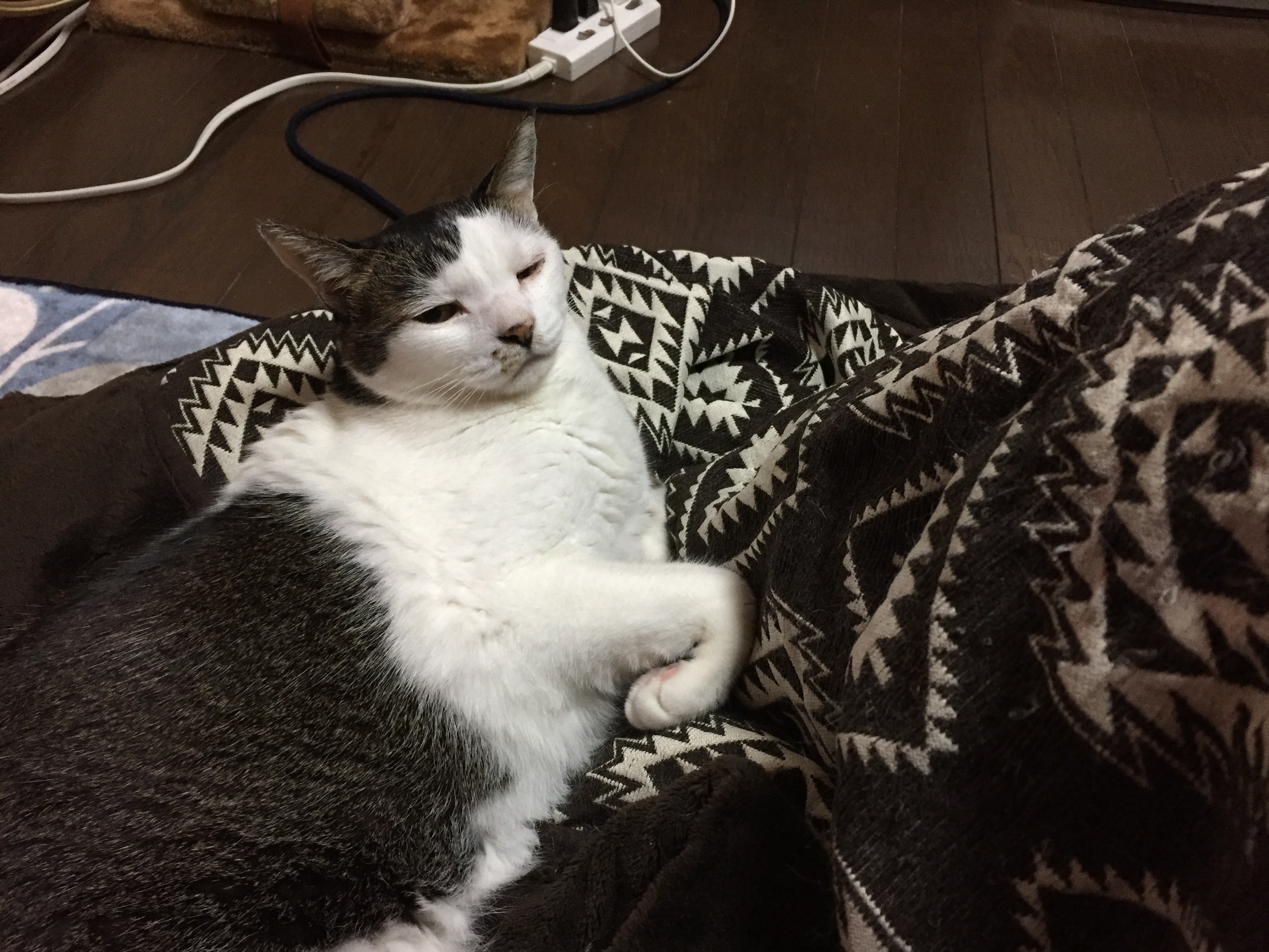 こたつデビュー