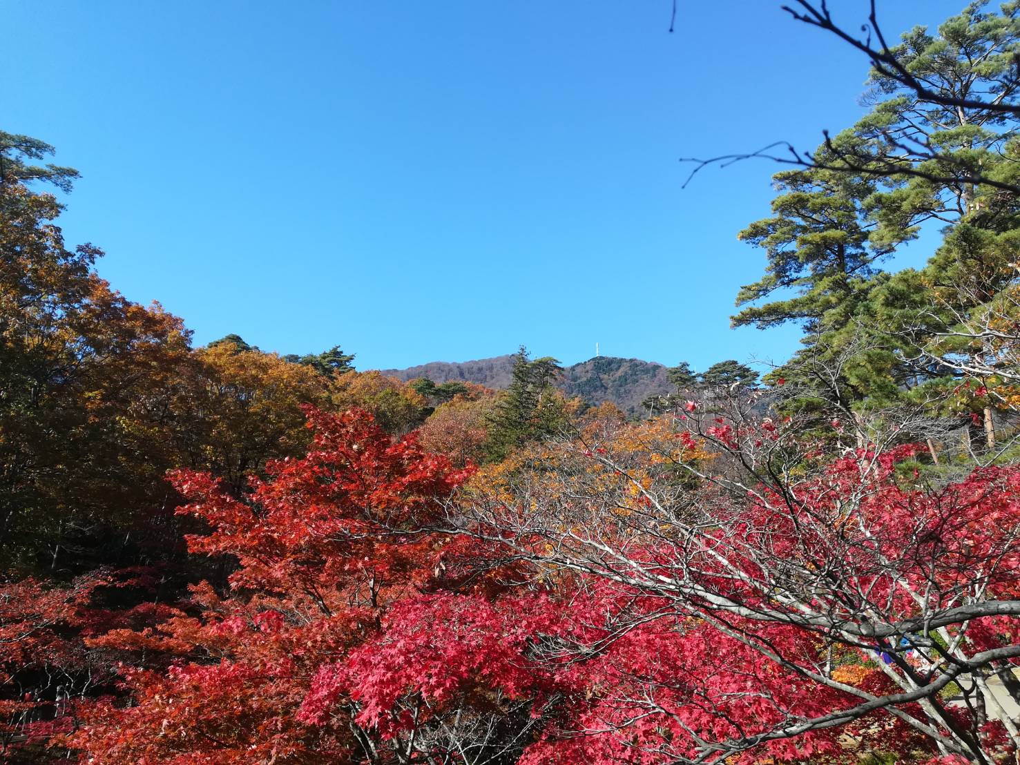 狩りに行ってきました！