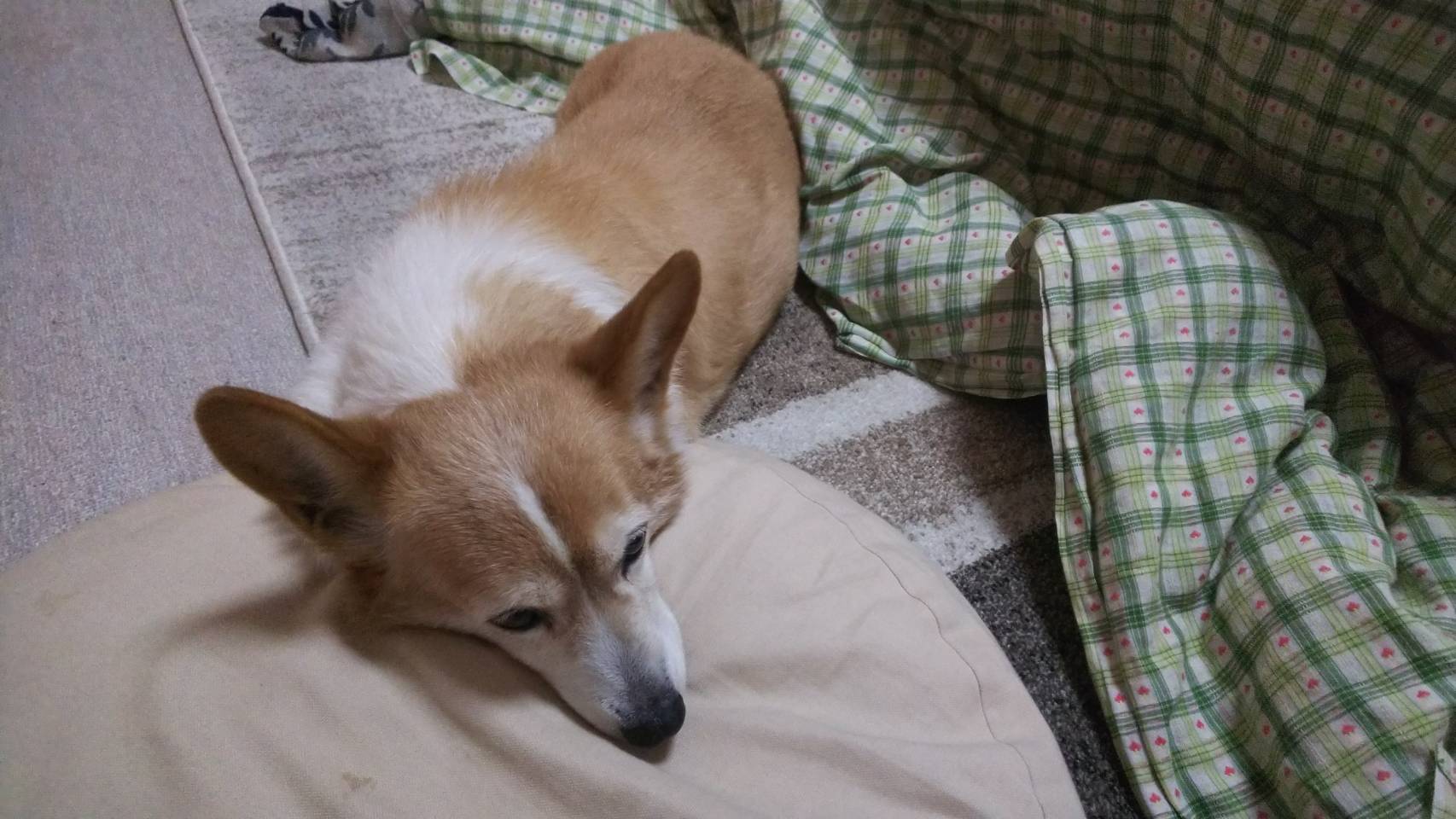 そ、そんなバカラ