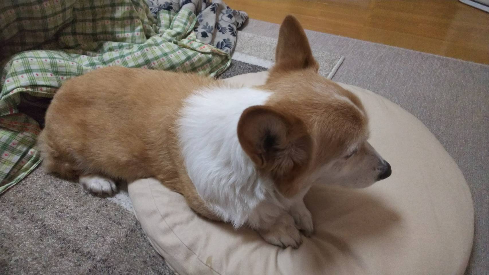 そ、そんなバカラ
