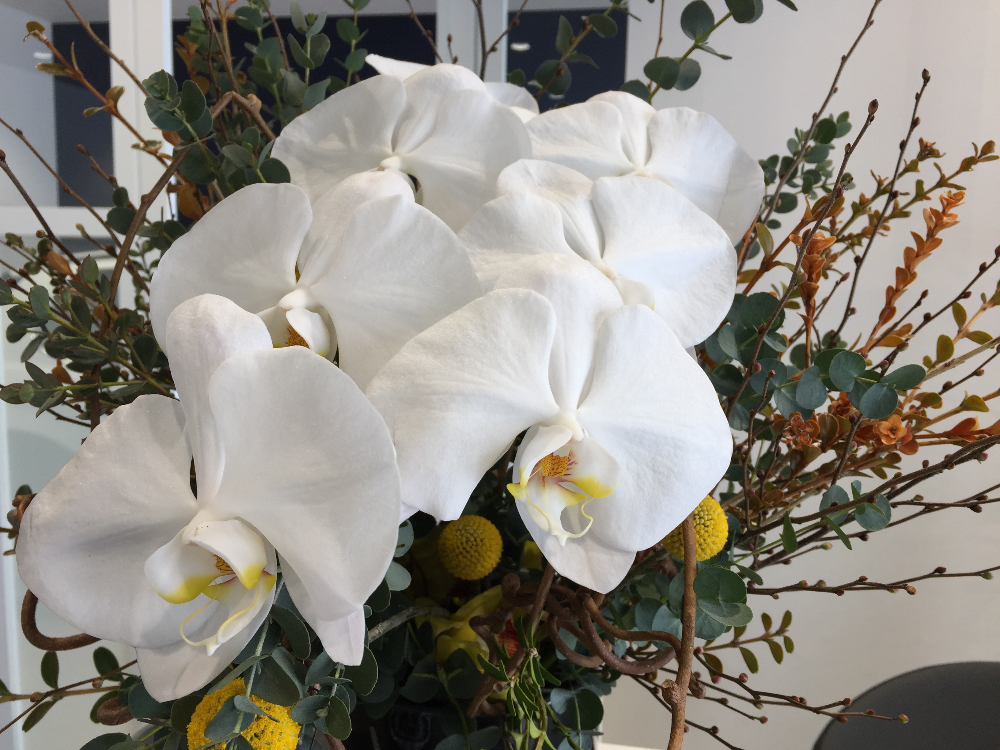 お花紹介