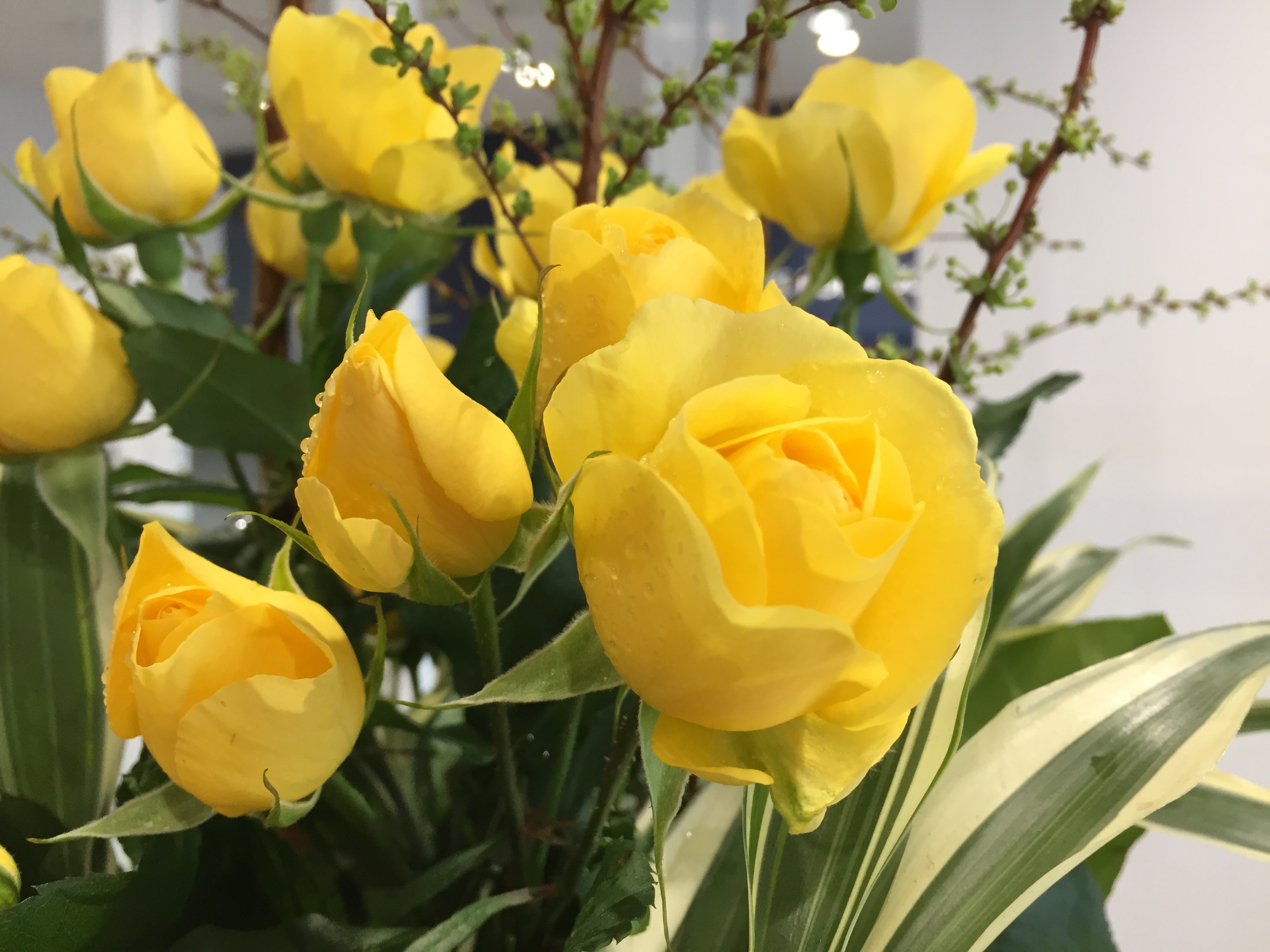 お花紹介