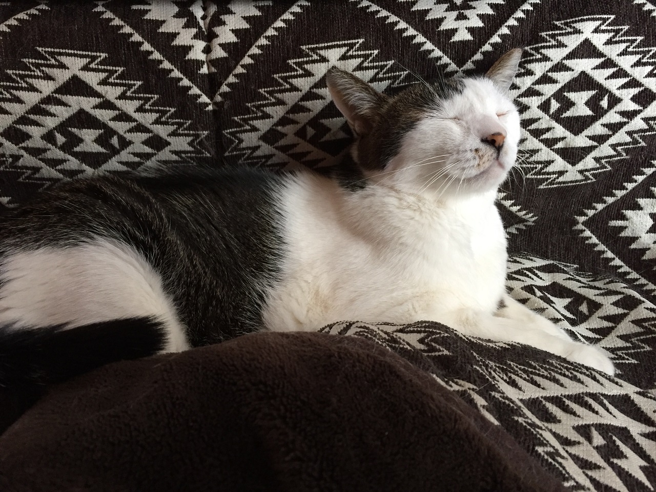 おしゃれキャット？！
