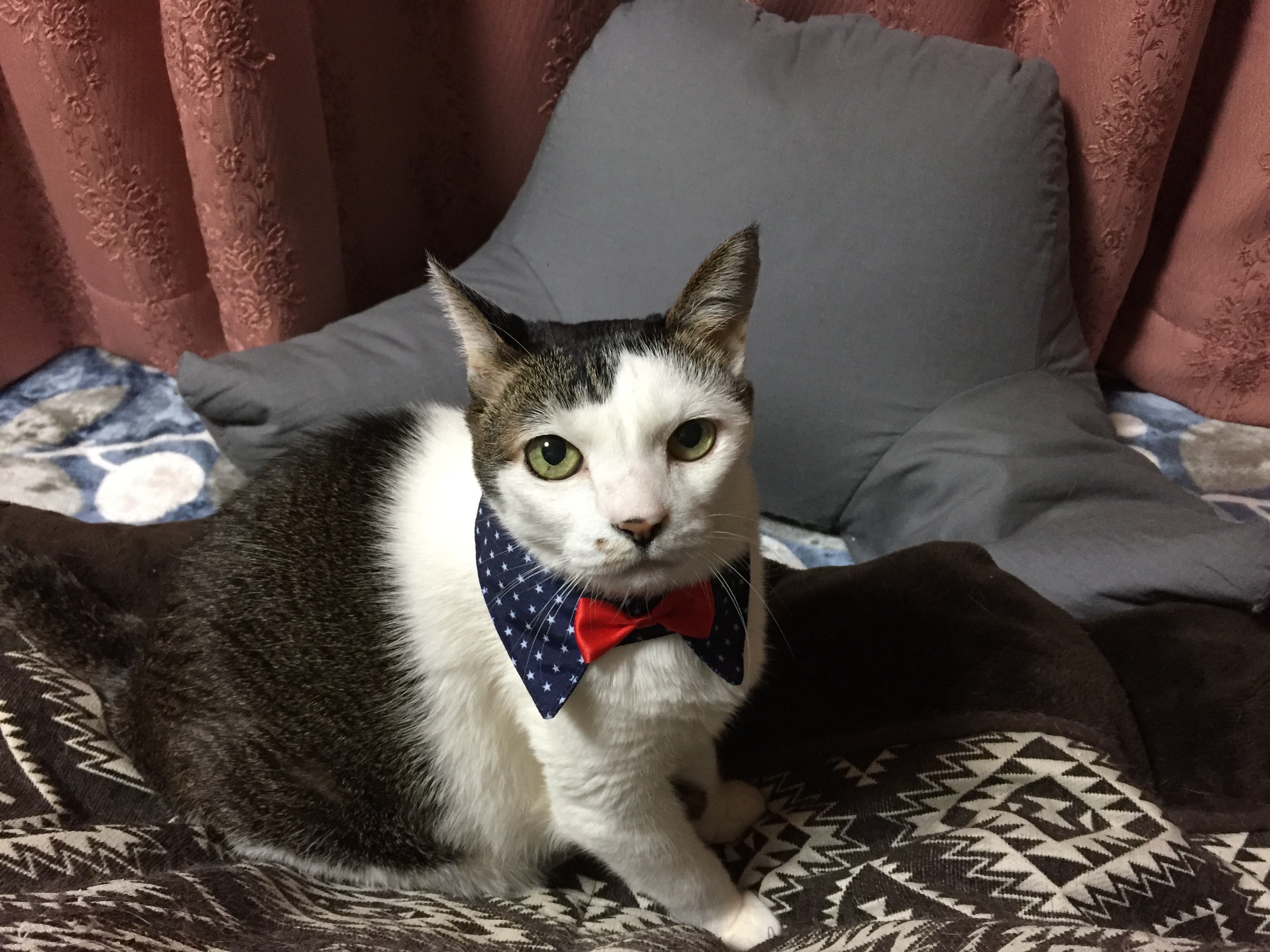 おしゃれキャット？！