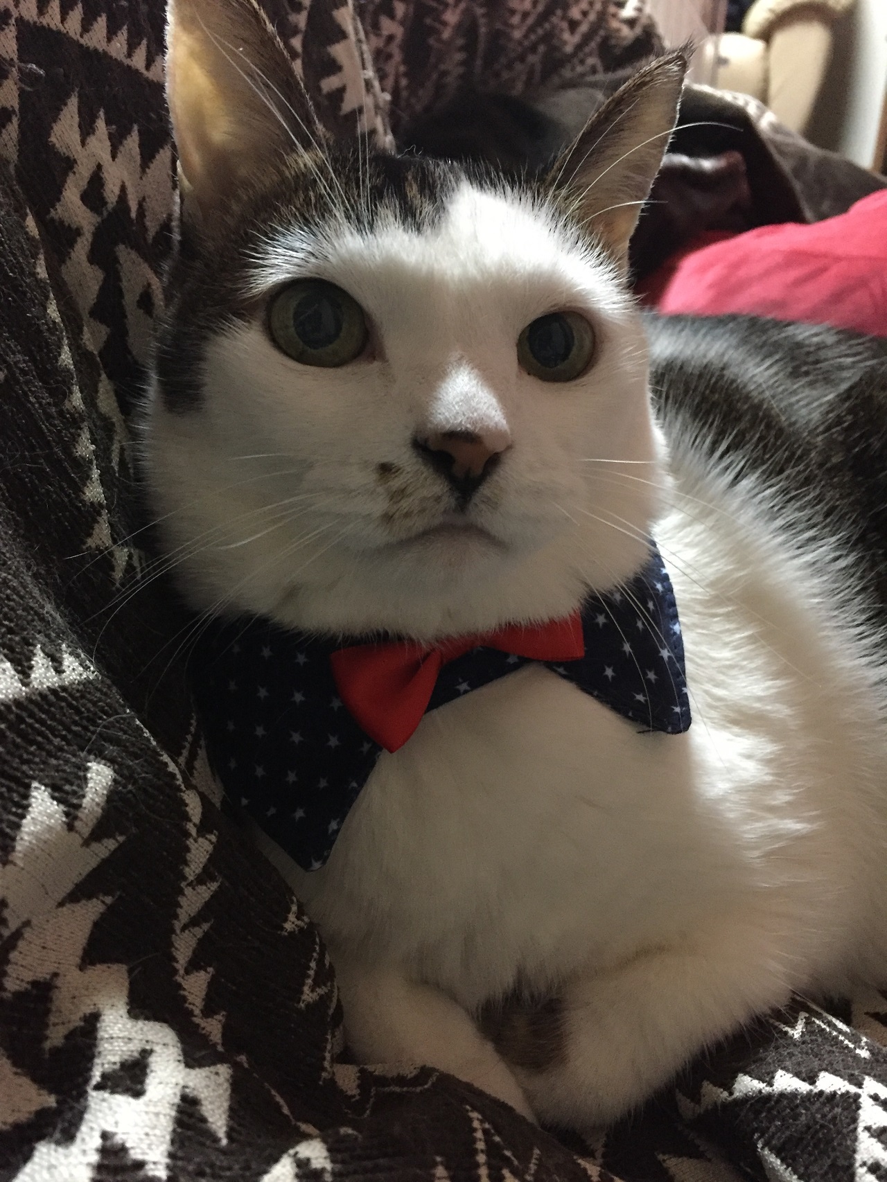 おしゃれキャット？！