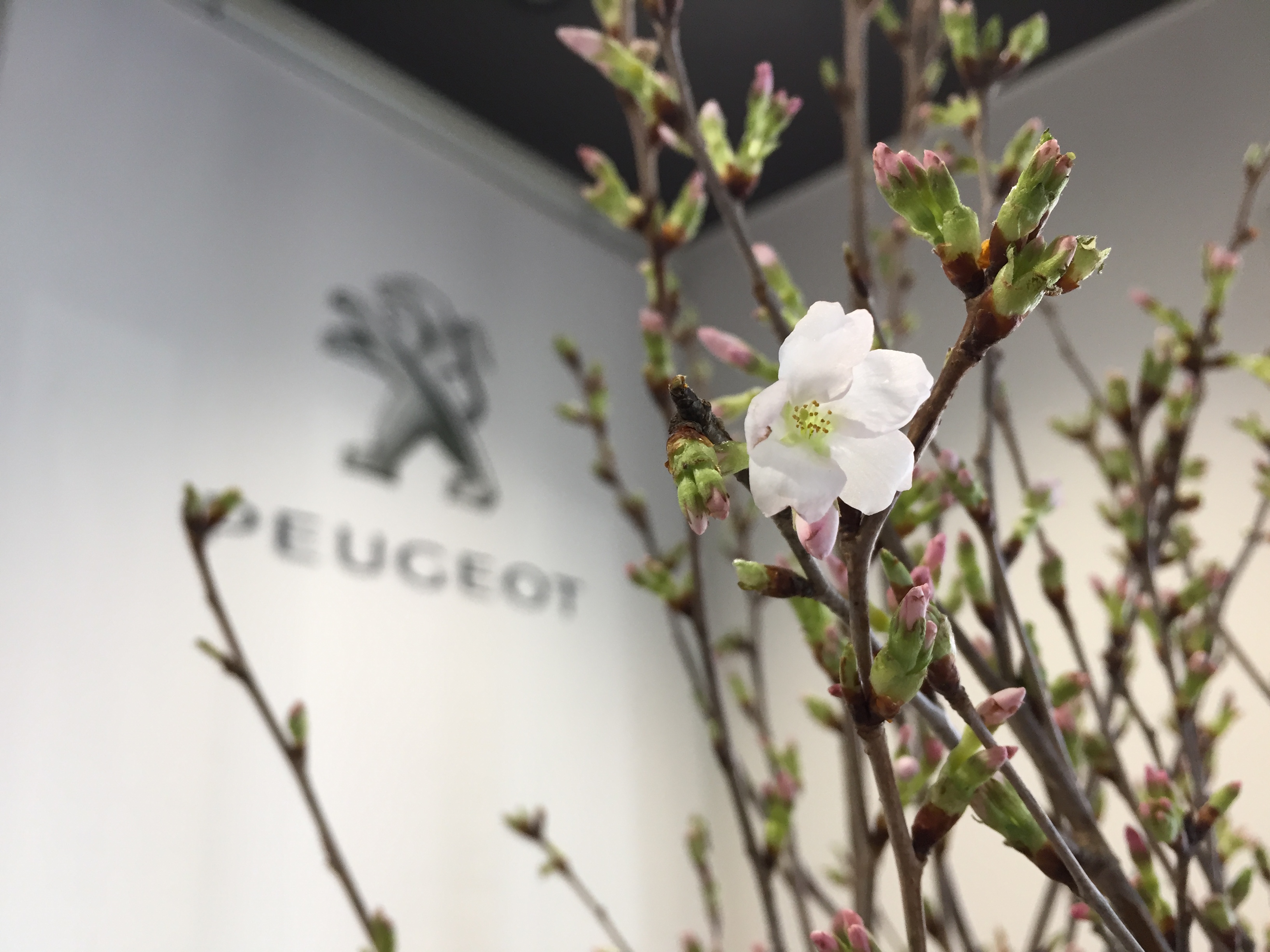 お花紹介　桜Ver.