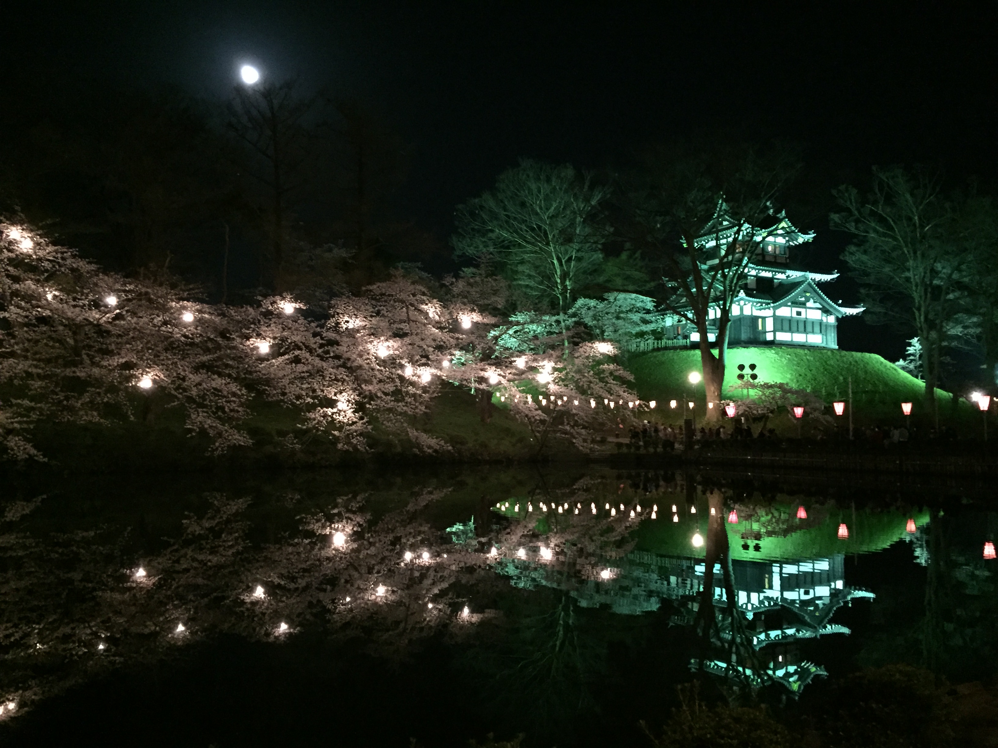 お花紹介　桜Ver.
