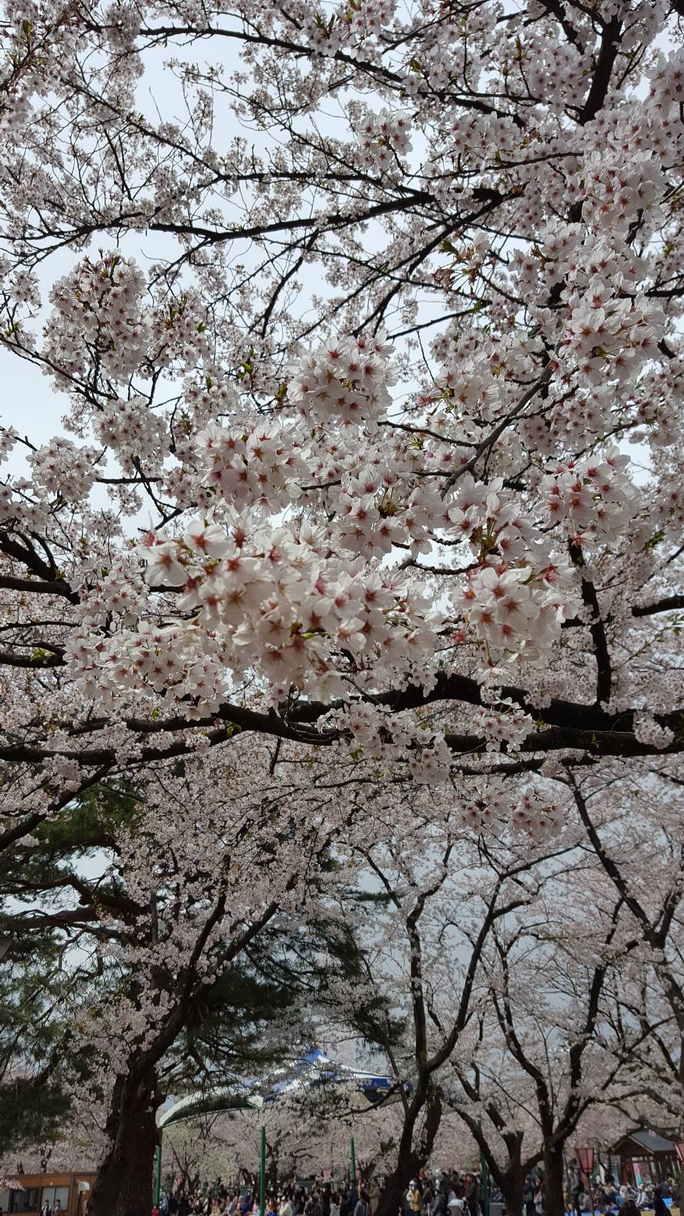 行ってきました！
