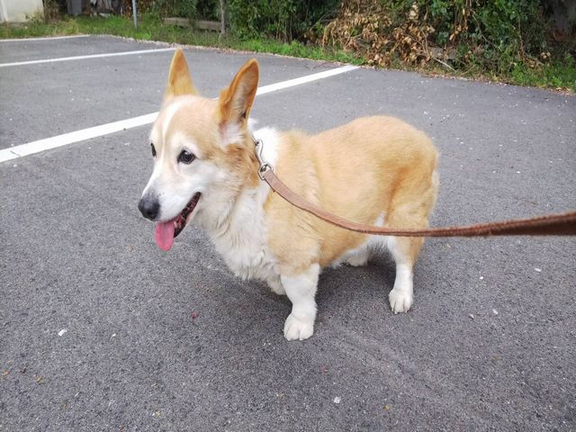 車犬