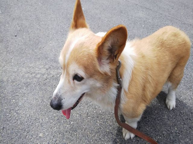 車犬