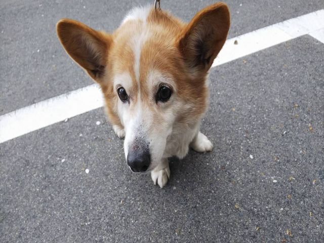 車犬