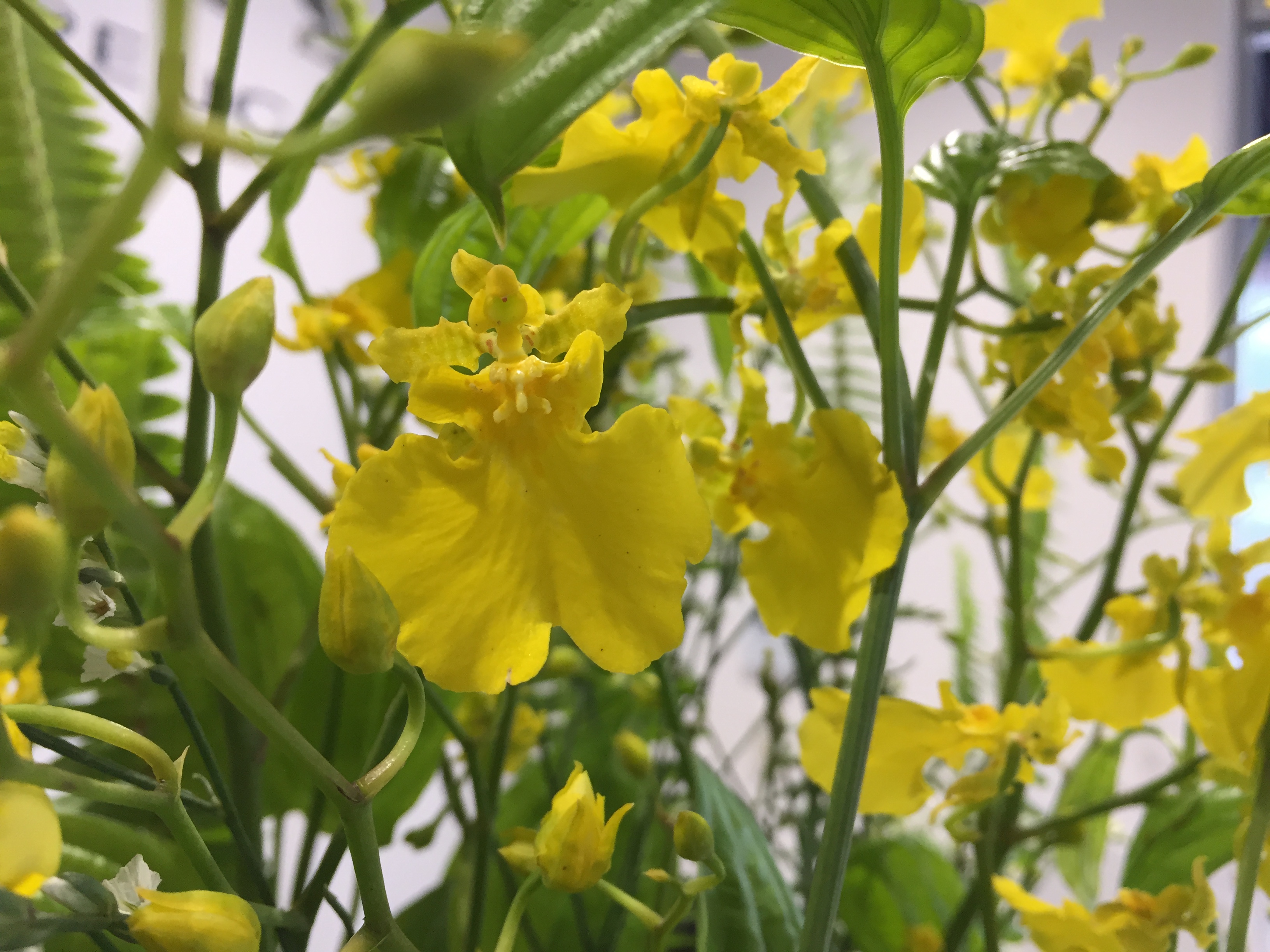 お花紹介