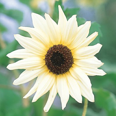 お花紹介