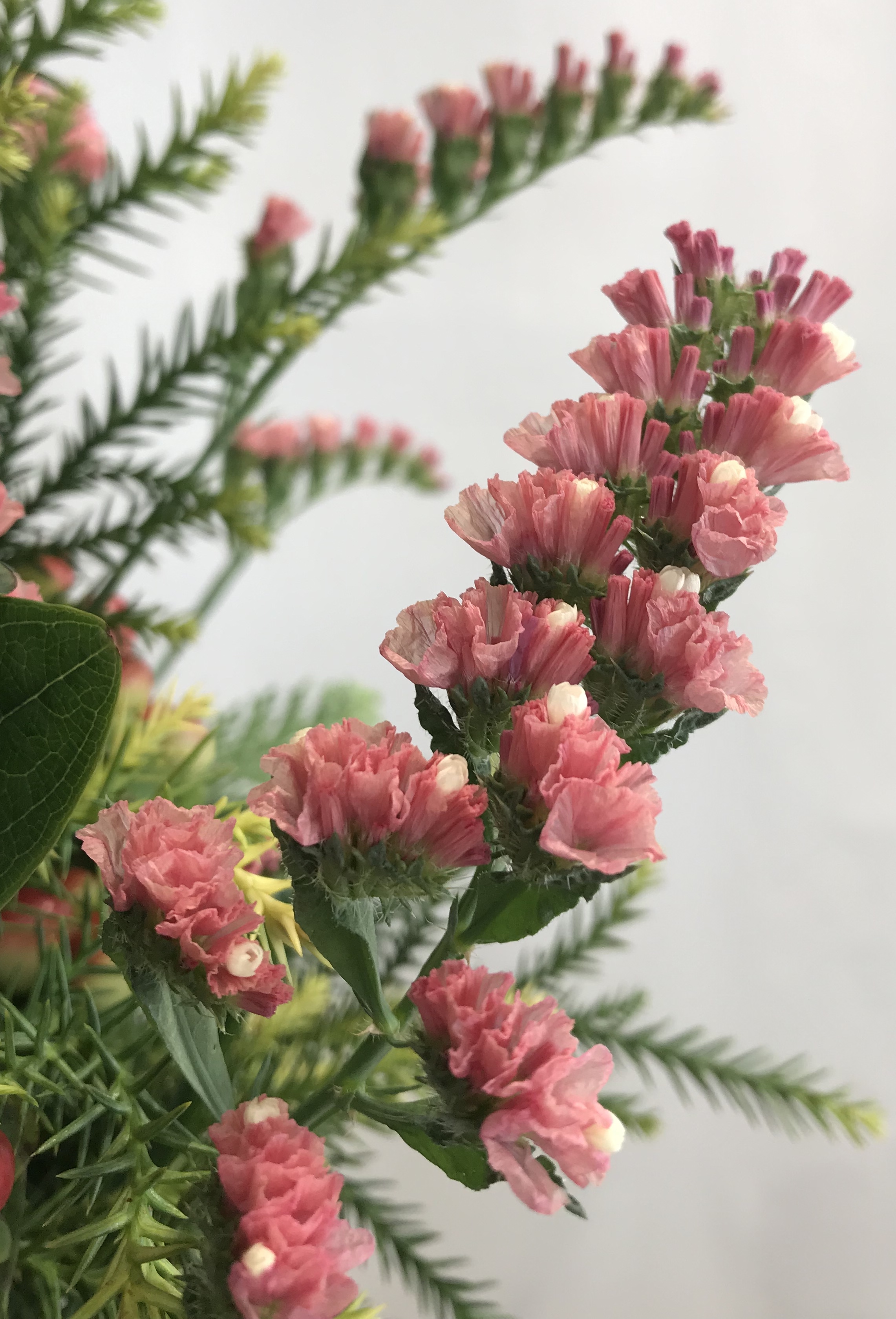 お花紹介
