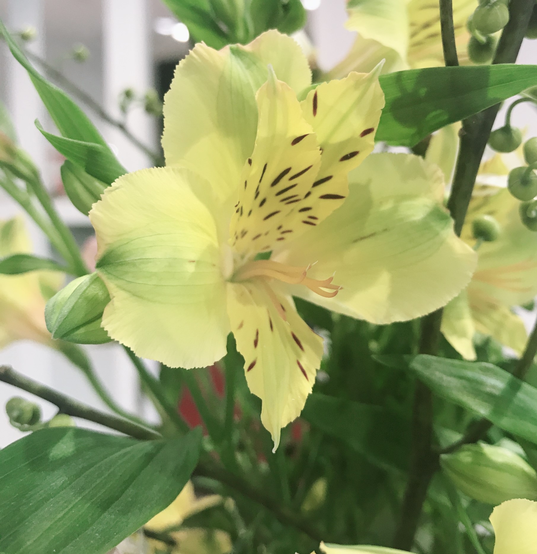 お花紹介