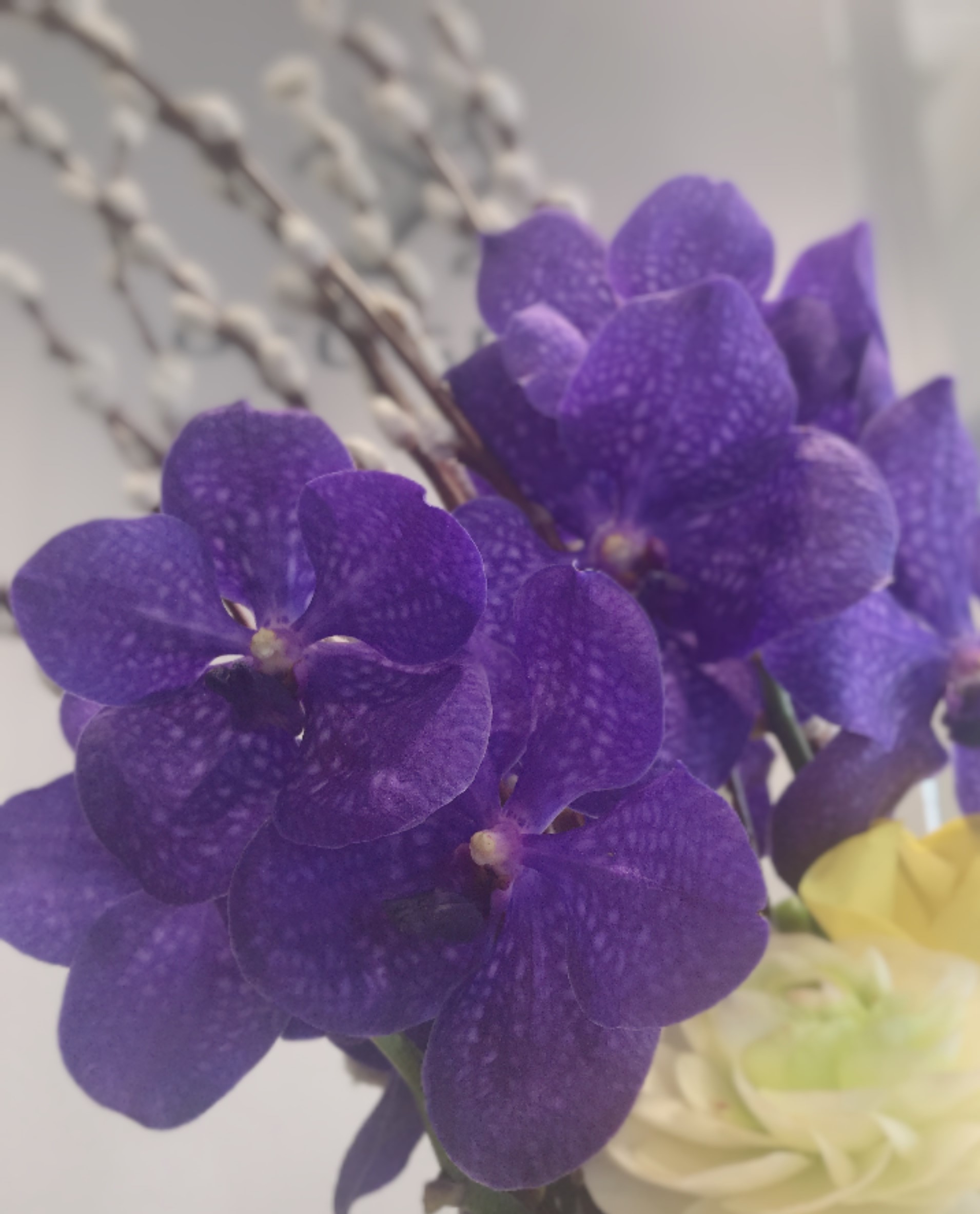 お花紹介