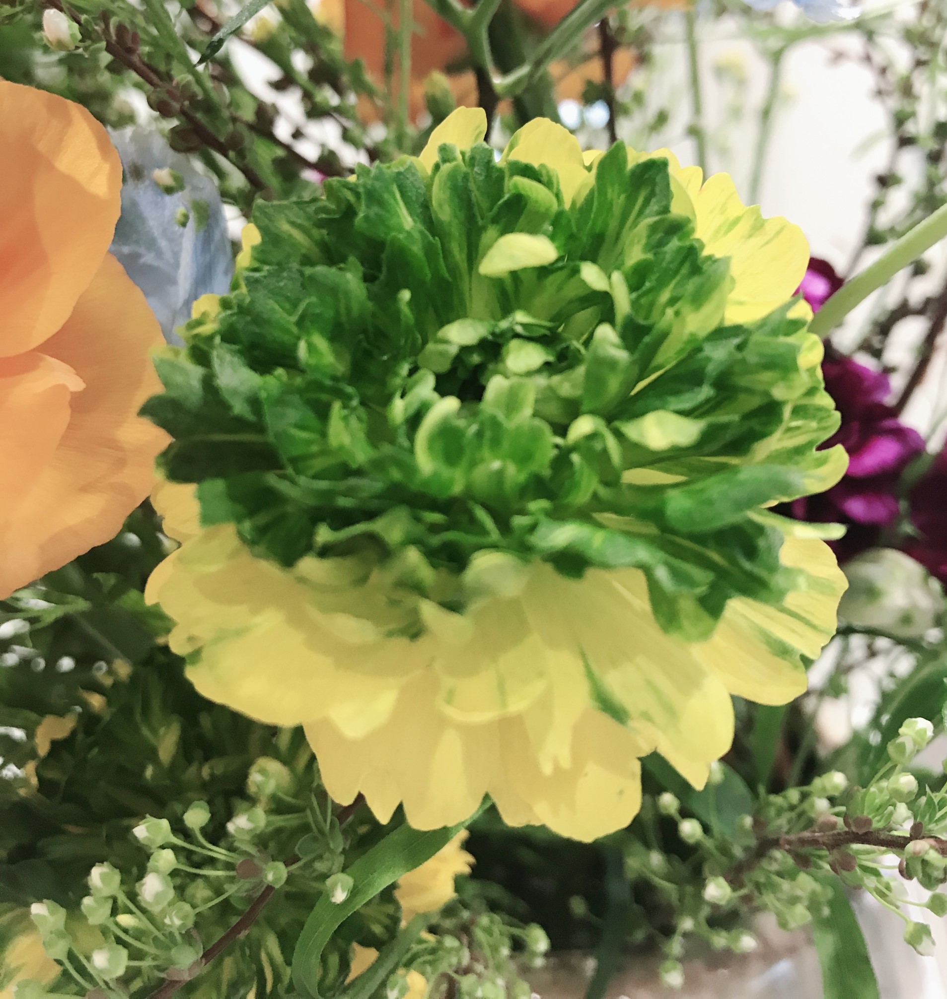 お花紹介