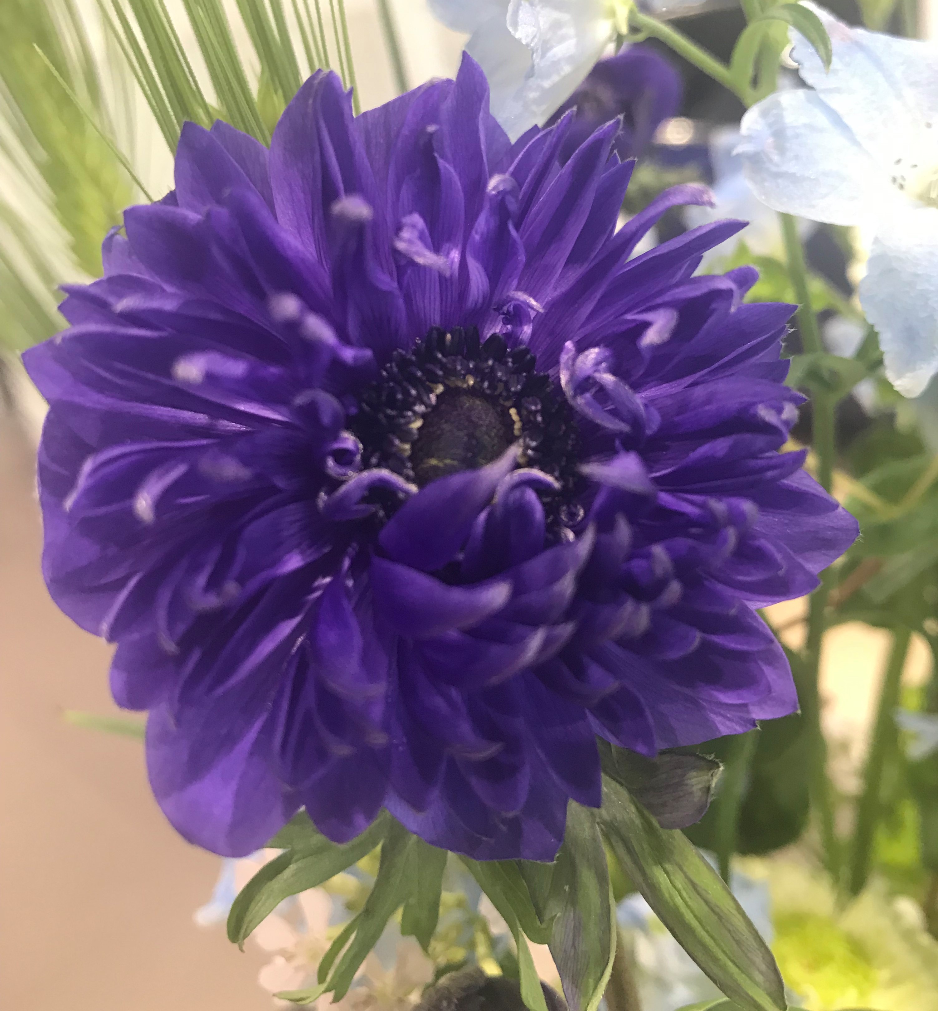 お花紹介
