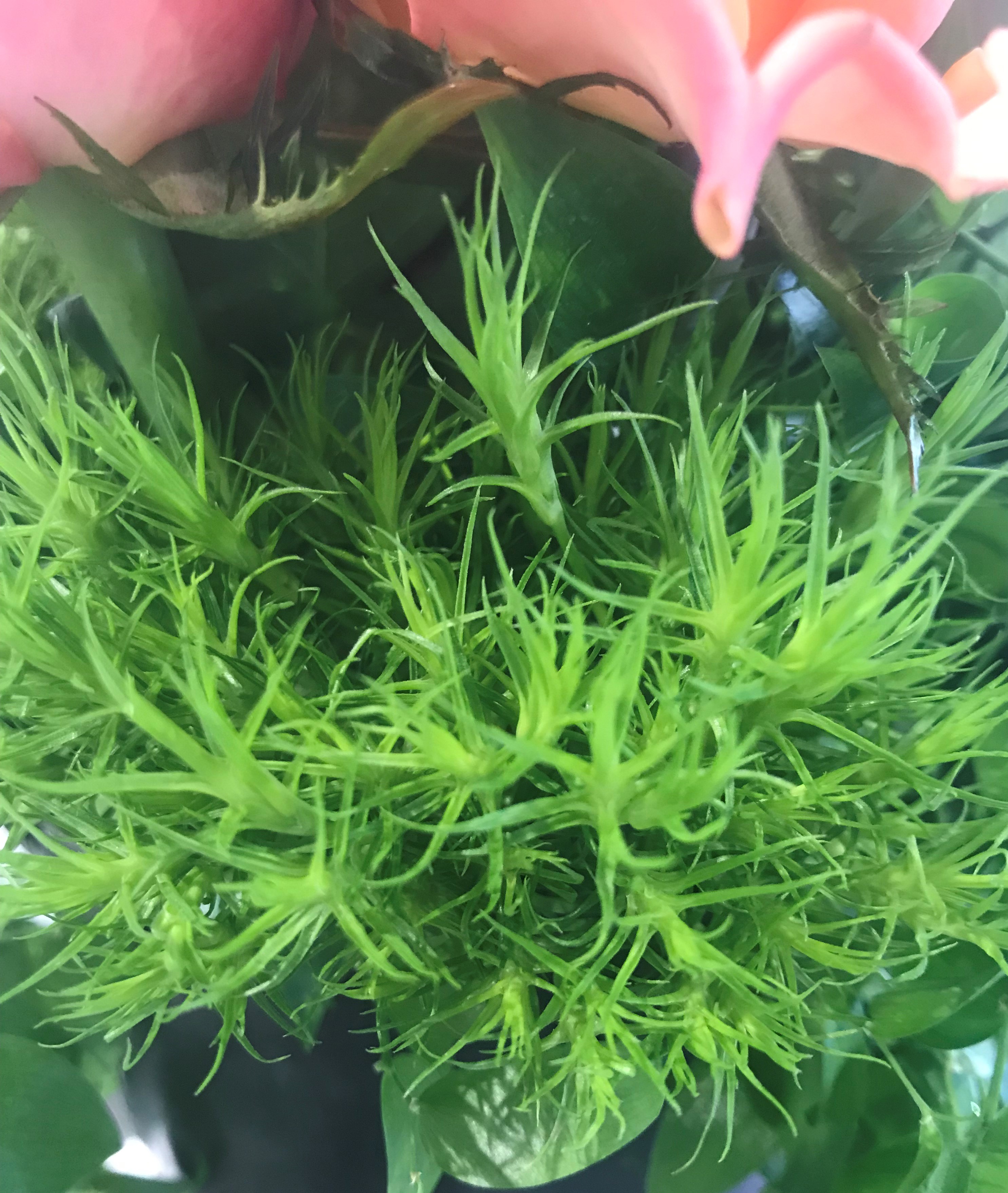 お花紹介