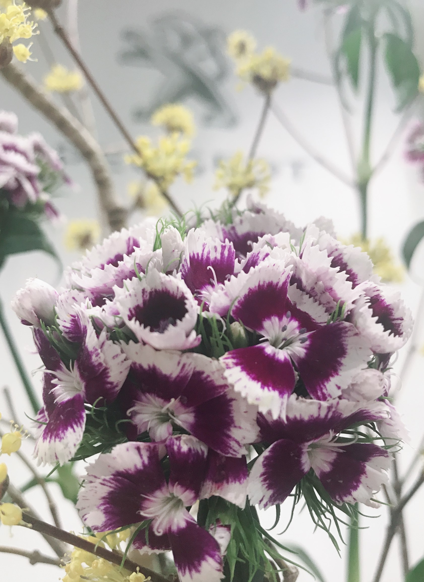お花紹介