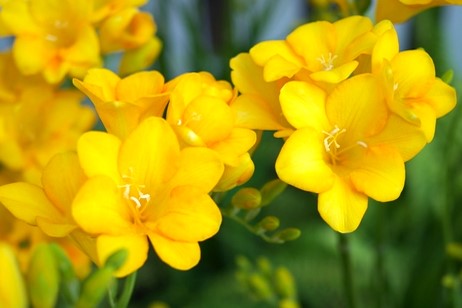 お花紹介