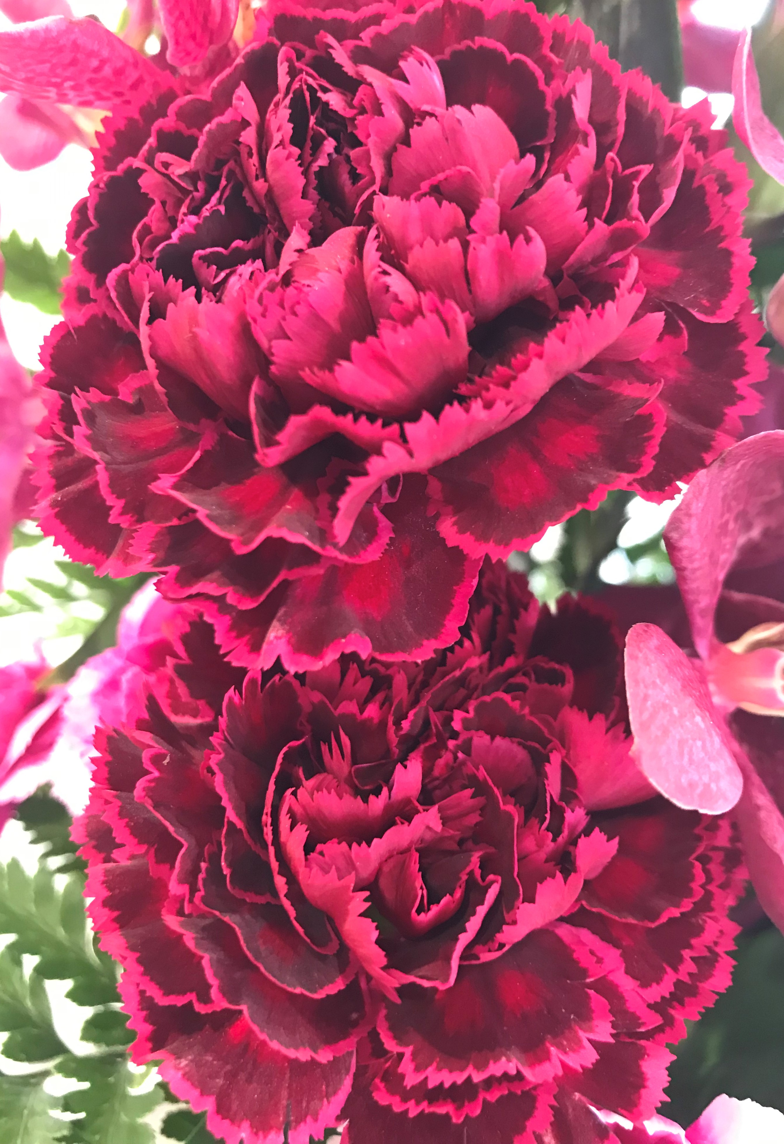 お花紹介